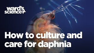 Caring and Culturing for Daphnia [upl. by Franciskus]