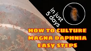 How to Culture Magna Daphnia Easily [upl. by Glen718]