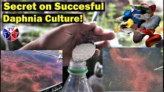 How to Culture Daphnia Successfully [upl. by Ellicec28]