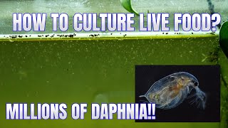 How to Culture Daphnia Secret Method to Breed MILLIONS  Simply Aquatic [upl. by Nnaeinahpets]