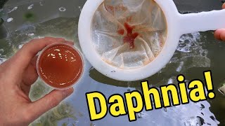 How I Culture Daphnia In Outdoor Tubs [upl. by Drannek]