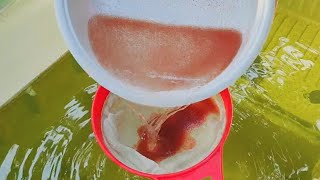 How to culture daphnia  Daphnia culture  How to grow daphnia outdoor [upl. by Ynaffit]