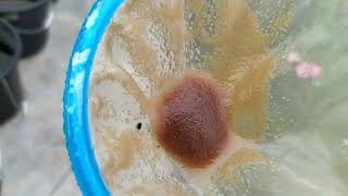 How to culture daphnia moina in a small container Part 1 English Subtitle [upl. by Erodisi]