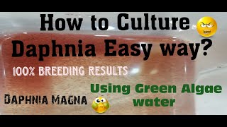 Daphnia MagnaHow to Culture Daphnia Easy wayCulturing Daphnia using Green water Daphnia [upl. by Lyrrad75]