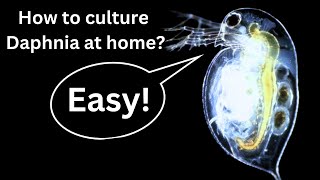 BEST Live Fish Food Beginner guide How to Culture Daphnia at home [upl. by Yennaiv]