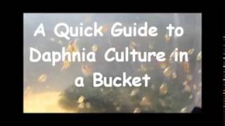 How to culture daphnia outside [upl. by Hanna92]