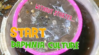 How to culture daphnia moina the easy way 1  Starting the Daphnia culture [upl. by Ury]