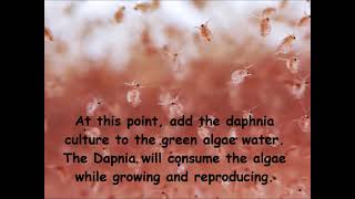 Daphnia  How to grow daphnia in your home [upl. by Aimal417]