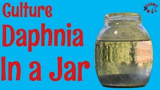 How to Culture Daphnia in a Jar [upl. by Atiuqcaj920]