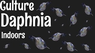 How to Culture Daphnia [upl. by Etnaud66]