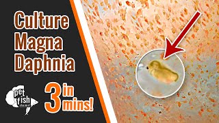 How to culture DAPHNIA MAGNA  The easy way [upl. by Shevlo928]