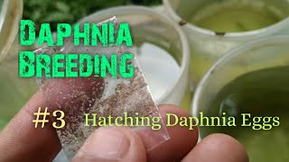 Daphnia Culture made simple and easy 3  Hatching Daphnia eggs [upl. by Isadora]