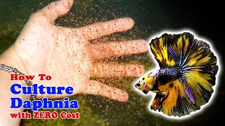 How to Culture Daphnia with ZERO Cost  Unlimited Live Food For Our Fish [upl. by Gerick]