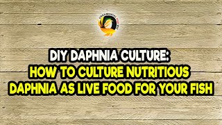 DIY Daphnia Culture How to Culture Nutritious Daphnia as Live Food for Your Fish [upl. by Annaxor]