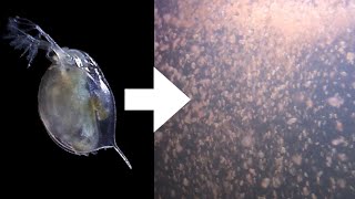 How I Culture Daphnia [upl. by Reiser]