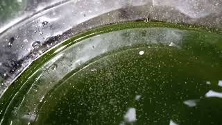 DAPHNIA MOINA CULTURE IN A SMALL BUCKET [upl. by Minier]