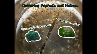 How To Culture Daphnia and Moinas using Green Water Spirulina powder [upl. by Callahan419]