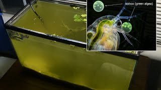 Raising Daphnia for the Freshwater Aquarium [upl. by Ateuqram]