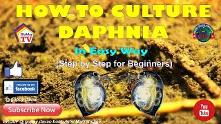 HOW TO CULTURE DAPHNIA In Easy Way [upl. by Yditsahc]